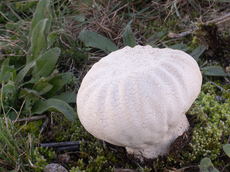 Lycoperdon utriforme Lycoperdon utriforme